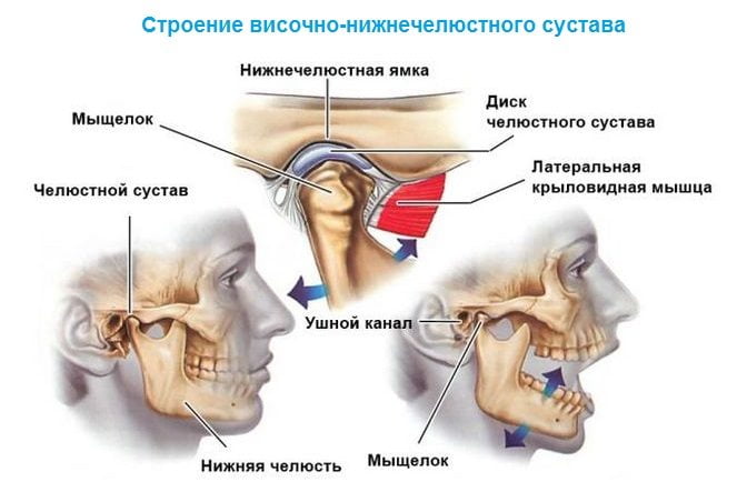 Строение височно-нижнечелюстного сустава человека Строение височно-нижнечелюстного сустава