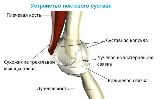 Строение локтевого сустава Устройство локтевого суства