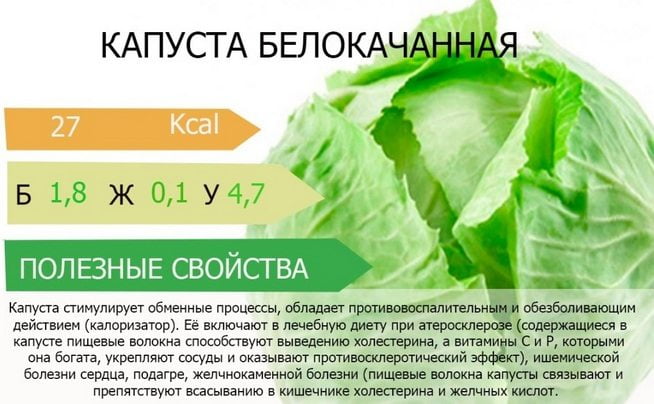 Полезные свойства белокочанной капусты Полезные свойства капусты