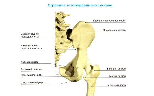 Строение тазобедренного сустава человека Строение тазобедренного сустава