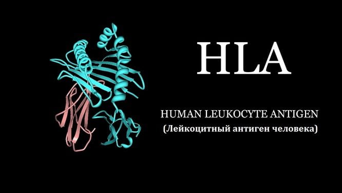 Лейкоцитный антиген человека Антиген HLA
