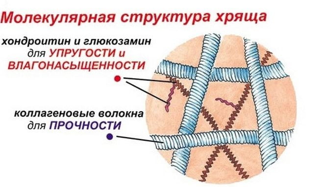 Молекулярная структура хрящевой ткани Молекулярная структура ткани хряща