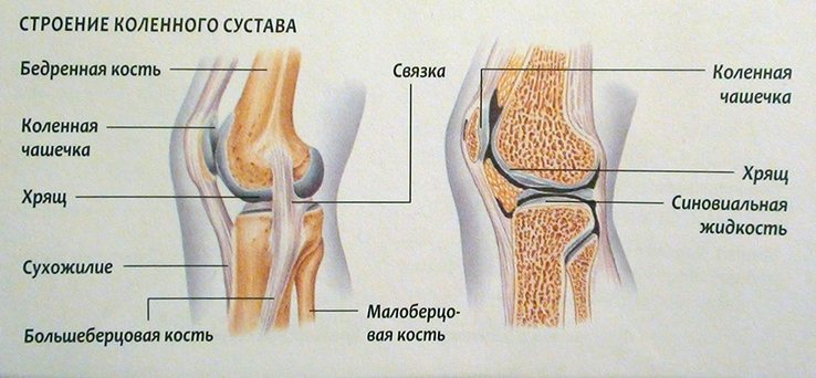 Строение коленного сустава человека Строение колена