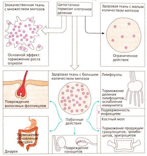 Воздействие цитостатиков на клетки Воздействие цитостатиков