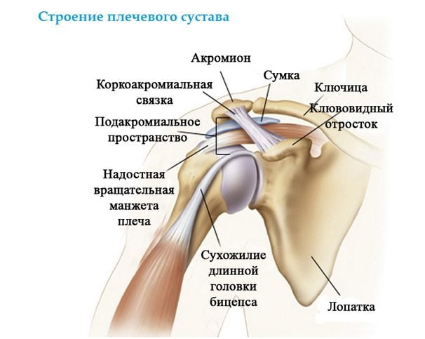 Строение плечевого сустава человека Строение плечевого сустава
