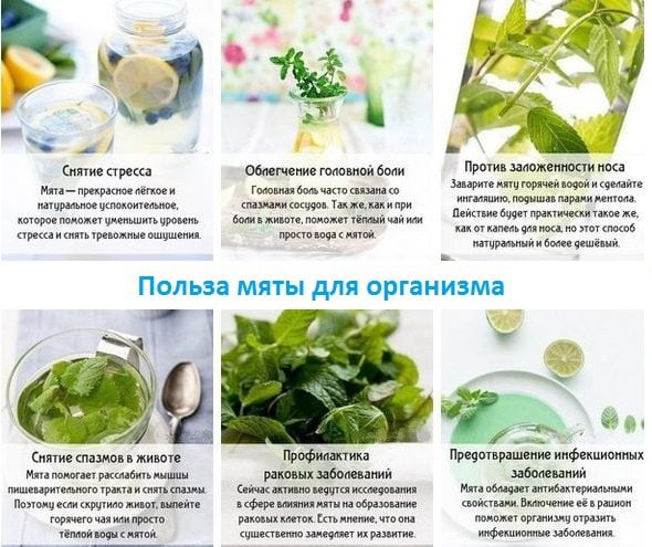 Применение и польза мяты для нашего организма Польза мяты для организма