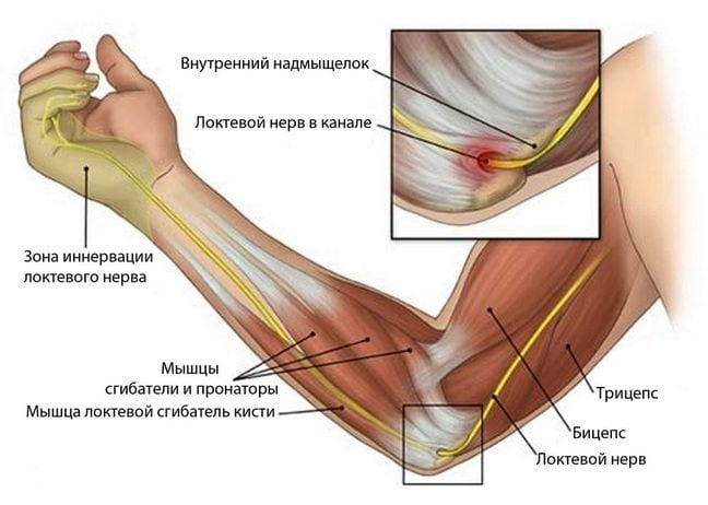Схема строения мышц руки Строение руки