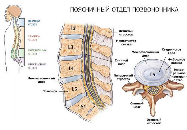 Поясничный отдел позвоночника Поясничный отдел позвоночника