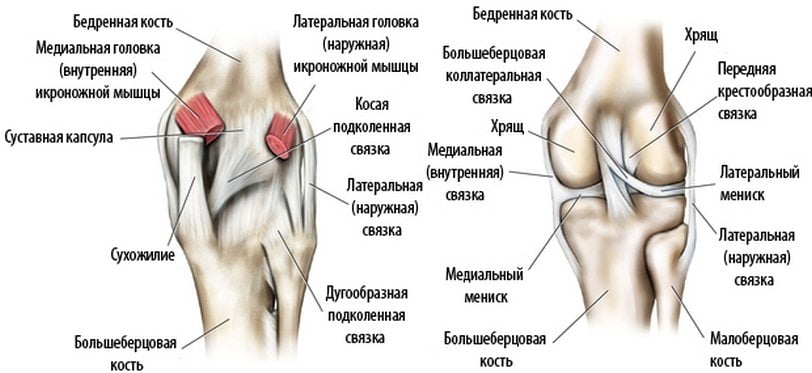 Строение коленного сустава человека Строение коленного сустава