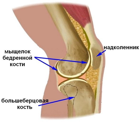 Мыщелок бедренной кости Анатомия колена
