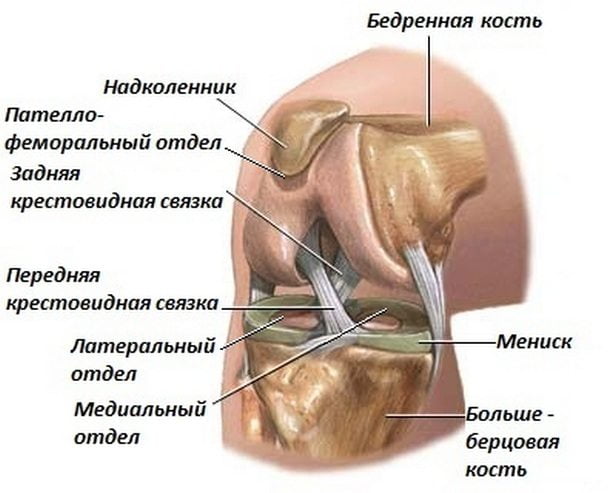 Строение коленного сустава Строение колена