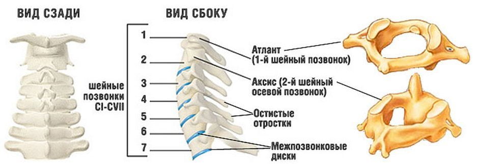 Строение шейного отдела позвоночника Шейный отдел позвоночника