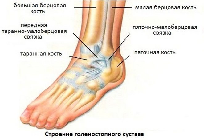 Строение голеностопного сустава Строение голеностопа