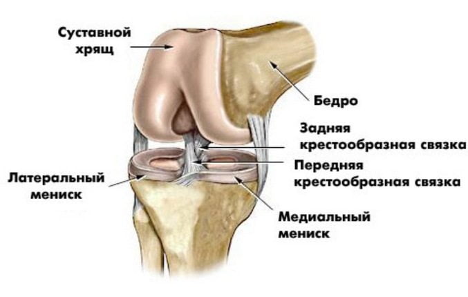 Анатомия коленного сустава Строение коленного сустава