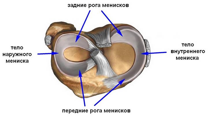 Анатомия мениска коленного сустава Анатомия мениска