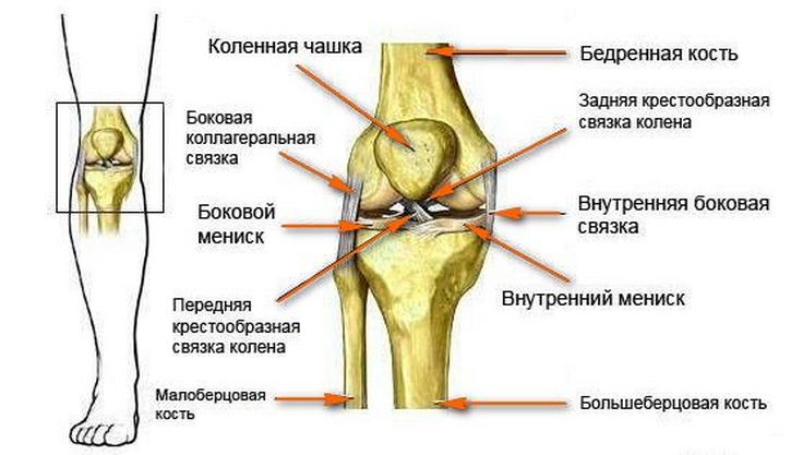 Строение коленного сустава Коленный сустав