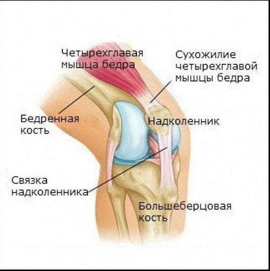 Строение коленного сустава Строение колена